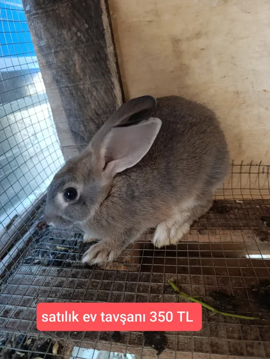 satılık ev tavşanı orta boy ve yetişkin 